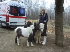 В Харьков из эвакуации вернулись животные, которых использовали для реабилитации детей