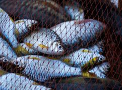 У Харківській області "на гарячому" схопили браконьєра з уловом майже на 100 тис. грн