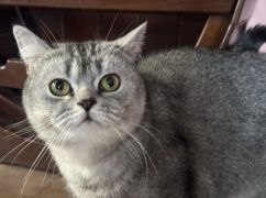 В Харьковской области кот прошел 10 км, чтобы вернуться домой