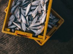 У Чугуєві "на гарячому" спіймали рибного контрабандиста