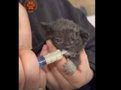 Невероятная жажда жизни: В Харькове борются за жизнь выжившего под обстрелом котенка