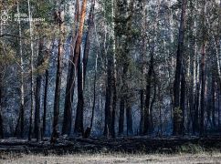 Ліквідація триває: Рятувальники показали наслідки обстрілів лісу на Харківщині
