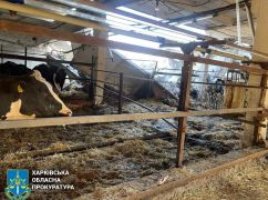 На Харківщині окупанти знищили корів та потрощили дронами ферму