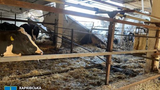 На Харківщині окупанти знищили корів та потрощили дронами ферму