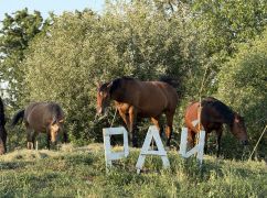 У Харкові пройде іпофестиваль: збиратимуть кошти на реабілітацію військових