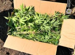 Полювання на "конопляні плантації": на Харківщині правоохоронці вилучили понад 1700 кущів