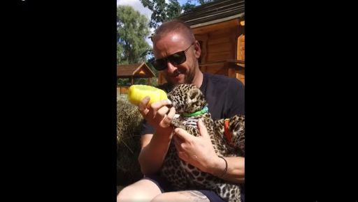 У Харківському екопарку поповнення серед хижаків