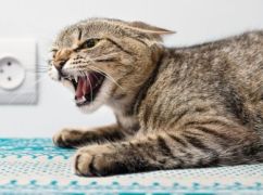 На Харьковщине с начала года взбесились почти полсотни животных