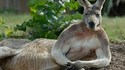 Под Харьковом появится собственная Австралия