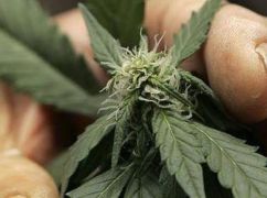 Поліція накрила наркобізнес під Харковом та вилучила товару на 2,6 млн грн