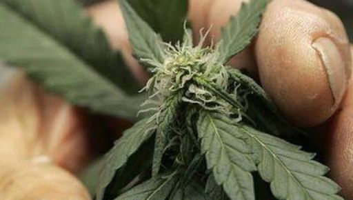 Полиция накрыла наркобизнес под Харьковом и изъяла товар на 2,6 млн грн