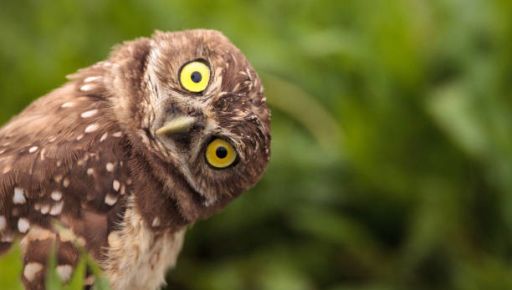 Харківські бійці врятували сову яка заплуталась в сітці