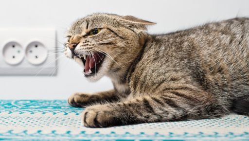 На Харківщині скажений кіт покусав жінку і помер наступного дня