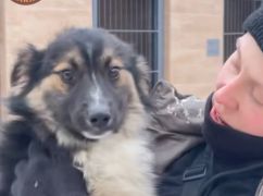 В километрах от жилья: харьковские волонтеры спасли щенка из Донбасса