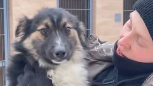 За кілометри від житла: харківські волонтери врятували цуценя з Донбасу