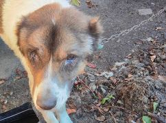 Замерзали в заброшенном доме: на Харьковщине с позиций спасли алабая и кошек