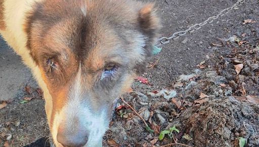 Замерзали в покинутій хаті: на Харківщині з позицій врятували алабая та котів