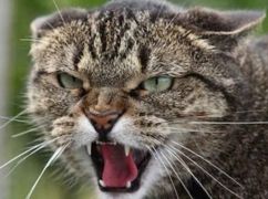 На Харківщині двох жінок покусали скажені коти