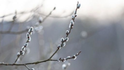 На Харківщині вночі прогнозують заморозки