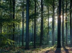 Жителів Харківщини закликали утриматися від відвідування лісів на вихідні