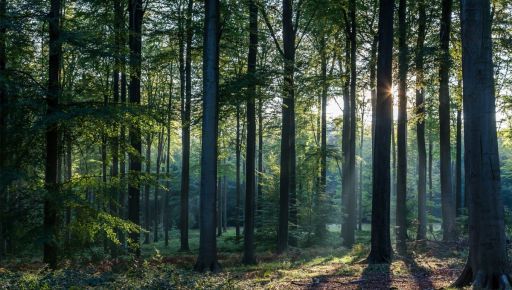 Жителів Харківщини закликали утриматися від відвідування лісів на вихідні
