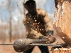 Возле Харькова незаконно вырубили лес &ndash; прокуратура
