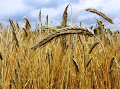 Після Куп&rsquo;янщини та Лозівщини росіяни підпалили пшеницю на Чугуївщині