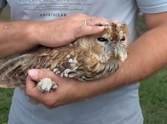 В харьковском Экопарке приютили травмированную сову, которая запуталась в антидроновой сетке