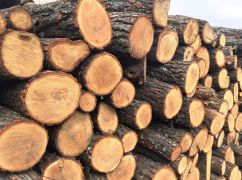 На Харківщині майже вдвічі зріс попит на дрова: де їх можна купити без черги