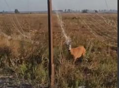 На Харківщині військові у кіл-зоні врятували косулю: кадри порятунку
