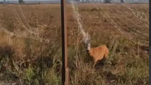 На Харківщині військові у кіл-зоні врятували косулю: кадри порятунку