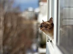 У Харкові на нові родини чекають 12 котиків, яких врятували з Краматорська