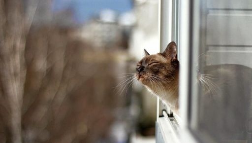 В Харькове новые семьи ждут 12 котиков, которых спасли из Краматорска