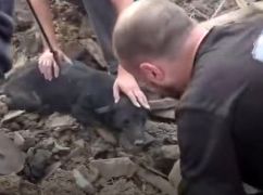 В Харькове спасают собаку, которая выжила после удара УАБа в Краматорске