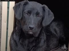 Осколок унес жизнь: история собаки Рекса, которую убил российский "Шахед" в Харькове
