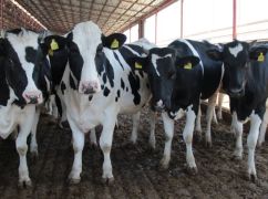 На Харківщині скорочується поголів&rsquo;я худоби: яких тварин поменшало найбільше