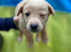 В Харьков из Бахмута вывезли беспризорных собак: Волонтеры ищут новых хозяев