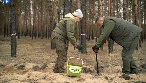 В Харьковской области начали восстанавливать 42 га леса, уничтоженного российскими фосфорными бомбами