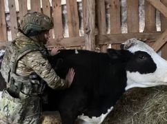 Харківські зооволонтери вивезли з-під обстрілів поранену корову: Кадри порятунку