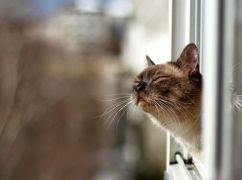 Чи закріпиться весняне тепло на Харківщині: Прогноз на 25 квітня