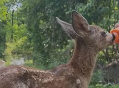 В Харьковской области спасли косулю из-под обстрелов