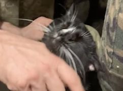 Пограничники показали кота, который держит позиции возле Волчанска
