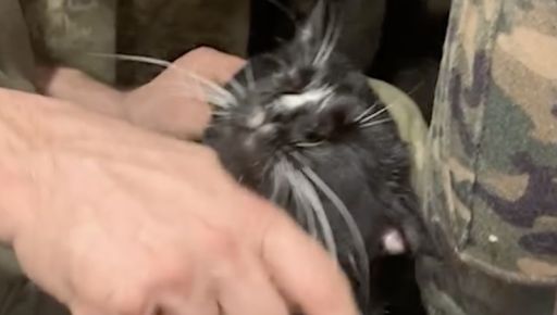 Прикордонники показали кота, який тримає позиції біля Вовчанська