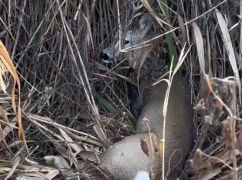 В Змиеве авто сбило оленя и скрылось с места ДТП: в каком состоянии животное