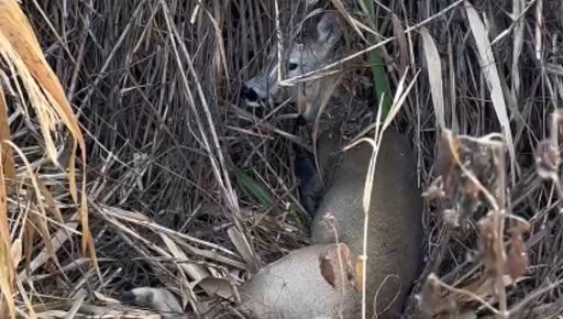 У Змієві авто збило оленя й зникло з місця ДТП: у якому стані тварина