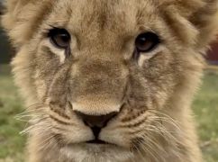 Первый "рык" нового короля зверей в харьковском Экопарке сняли на видео