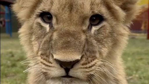 Первый "рык" нового короля зверей в харьковском Экопарке сняли на видео