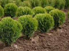 В Харькове к Новому году коммунальщики хотят приобрести более 400 деревьев на 2,3 млн грн - ХАЦ