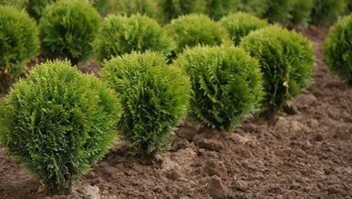 В Харькове к Новому году коммунальщики хотят приобрести более 400 деревьев на 2,3 млн грн - ХАЦ