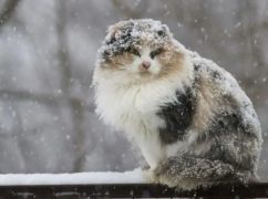 Якою буде п'ятниця на Харківщині: прогноз погоди на 19 грудня